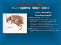 Родина зернівки (Coleoptera, Bruchidius) Арахісова зернівка Caryedon gonagra ...