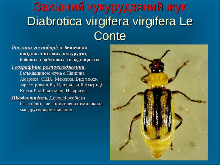 Західний кукурудзяний жук Diabrotica virgifera virgifera Le Conte Рослини-гос...
