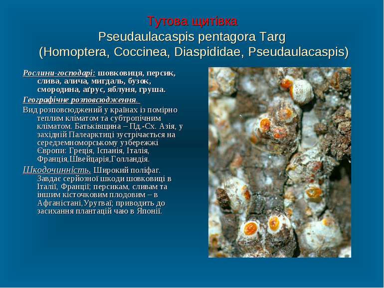 Тутова щитівка Pseudaulacaspis pentagora Targ (Homoptera, Coccinea, Diaspidid...