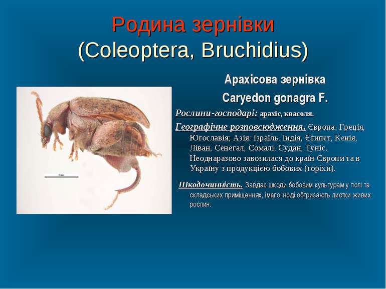 Родина зернівки (Coleoptera, Bruchidius) Арахісова зернівка Caryedon gonagra ...