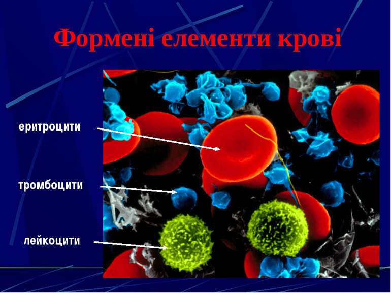 Формені елементи крові еритроцити лейкоцити тромбоцити