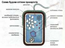 Схема будови клітини прокаріотів