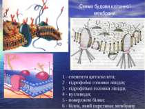 Схема будови клітинної мембрани: 1 - елементи цитоскелета; 2 - гідрофобні гол...