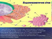 Схематичне представлення клітинного ядра, ендоплазматичного ретикулума і комп...