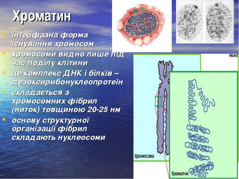Хроматин інтерфазна форма існування хромосом хромосоми видно лише під час под...