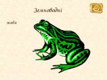Земноводні жаба