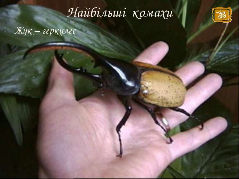 Найбільші комахи Жук – геркулес