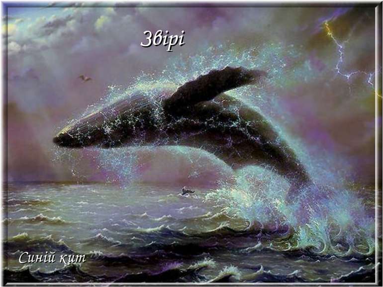 Звірі Синій кит