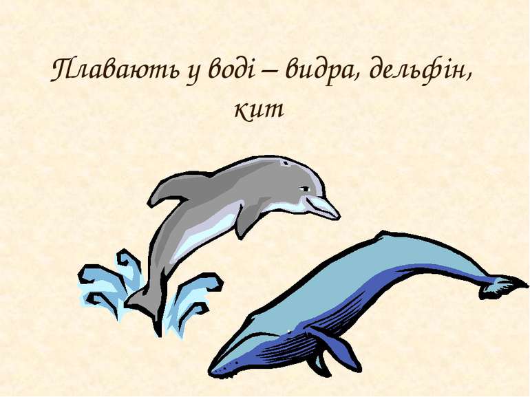 Плавають у воді – видра, дельфін, кит
