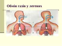 Обмін газів у легенях У легенях кисень з альвеолярного повітря переходить у к...