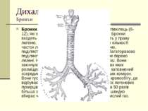 Дихальна система Бронхи Бронхи, як і трахея, складаються з хрящових півкілець...