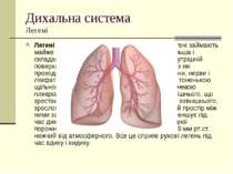 Дихальна система Легені Легені - це великі парні органи. Ліва і права легені ...