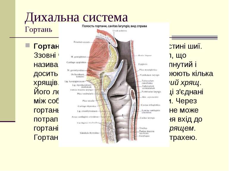 Дихальна система Гортань Гортань розташована на передній частині шиї. Ззовні ...