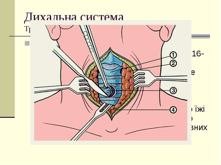 Дихальна система Трахеї Трахея розташована у грудній клітці спереду від страв...