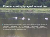 Рівненський природний заповідник - другий за величиною в Україні. Його площа ...