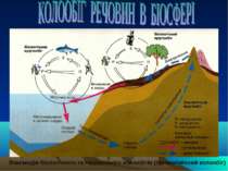 Взаємодія біологічного та геологічного колообігів (біогеохімічний колообіг)