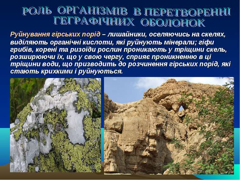 Руйнування гірських порід – лишайники, оселяючись на скелях, виділяють органі...