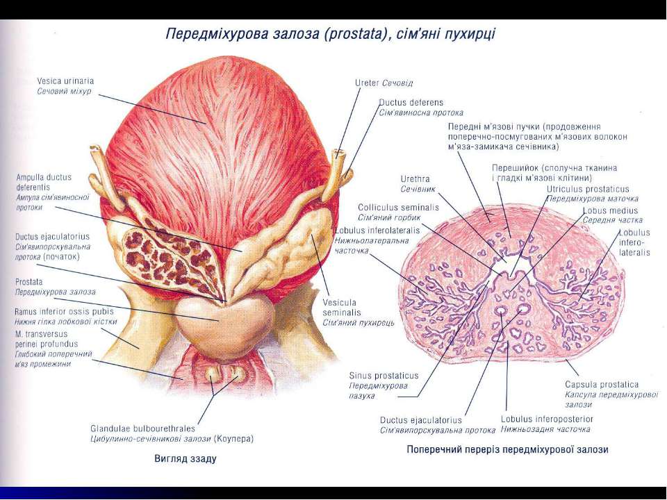 Значение простаты. Верхушка предстательной железы анатомия. Перешеек предстательной железы. Перешеек предстательной железы анатомия. Предстательная железа анатомия строение.