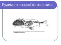 Рудимент тазової кістки в кита