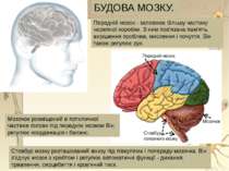 Мозочок розміщений в потиличної частини голови під переднім мозком Він регулю...