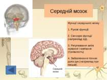 Півкулі з’єднані між собою щільним пучком нервових волокон - т. з. “ мозолист...