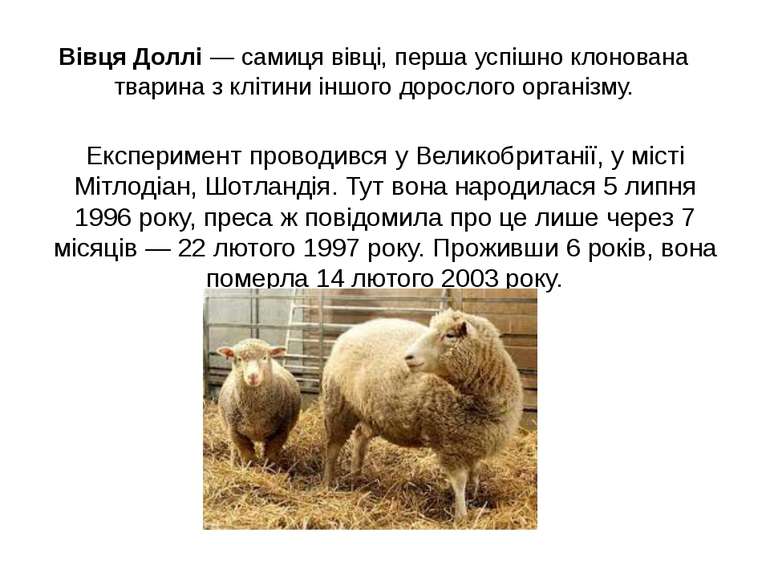 Вівця Доллі — самиця вівці, перша успішно клонована тварина з клітини іншого ...