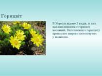 Горицвіт В Україні відомо 5 видів, із них найважливішим є горицвіт весняний. ...