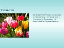 Тюльпан На території України тюльпани зустрічаються у степовій зоні та серед ...