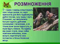 Самка і самець влаштовують своє гніздо разом, по черзі приносячи для його буд...