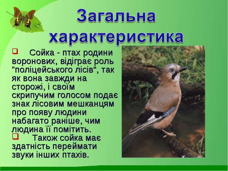 Сойка - птах родини воронових, відіграє роль "поліцейського лісів“, так як во...