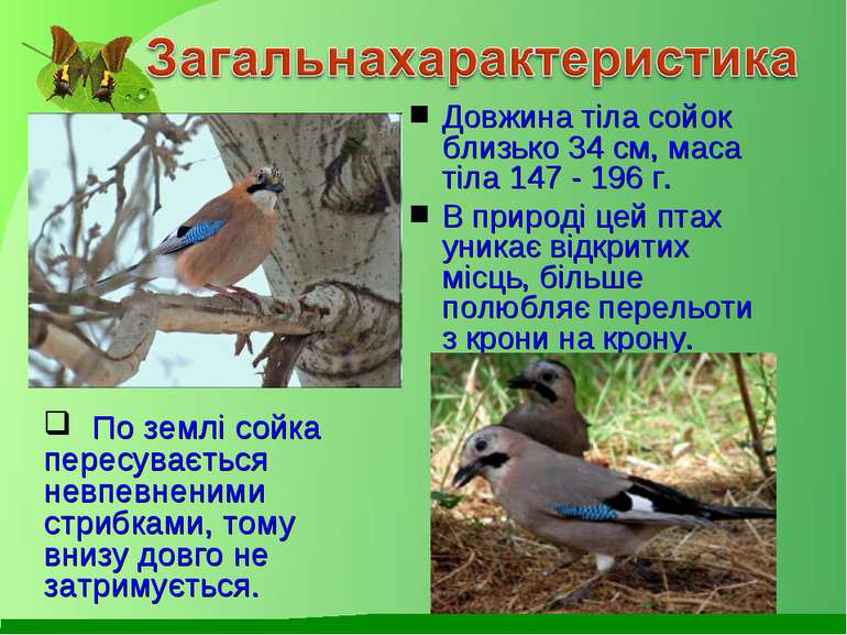Довжина тіла сойок близько 34 см, маса тіла 147 - 196 г. В природі цей птах у...
