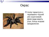 Окрас Колір тарантули є переважно чорний або коричневий. Деякі види мають різ...