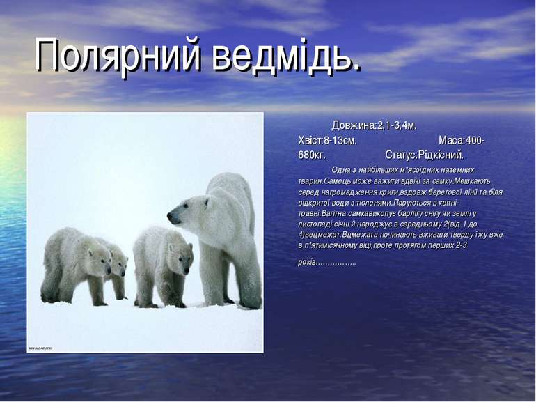 Полярний ведмідь. Довжина:2,1-3,4м. Хвіст:8-13см. Маса:400-680кг. Статус:Рідк...