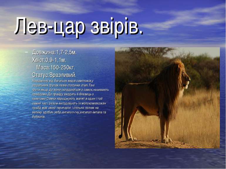 Лев-цар звірів. Довжина:1,7-2,5м. Хвіст:0,9-1,1м. Маса:150-250кг. Статус:Враз...