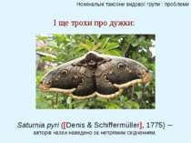 Номінальні таксони видової групи : проблеми І ще трохи про дужки: Saturnia py...