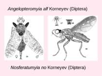Angelopteromyia alf Korneyev (Diptera) Nosferatumyia no Korneyev (Diptera)