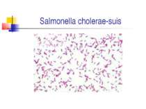 Salmonella cholerae-suis