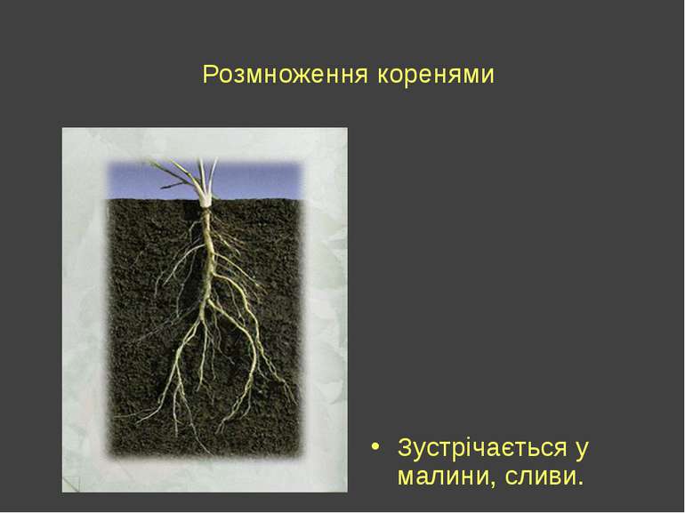 Розмноження коренями Зустрічається у малини, сливи.
