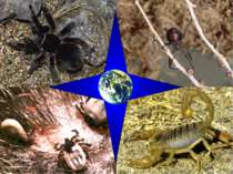 Різноманітність павукоподібних. Їх роль у природі та житті людини