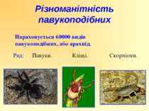 Нараховується 60000 видів павукоподібних, або арахнід. Ряд: Павуки. Кліщі. Ск...
