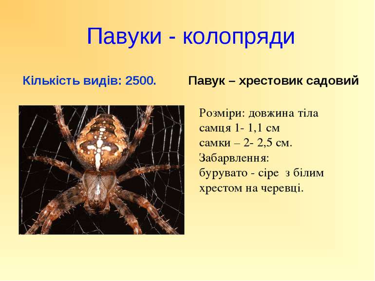 Павуки - колопряди Кількість видів: 2500. Павук – хрестовик садовий Розміри: ...