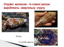 Отруйні молюски – їх слинні залози виробляють смертельну отруту Конус Голубий...