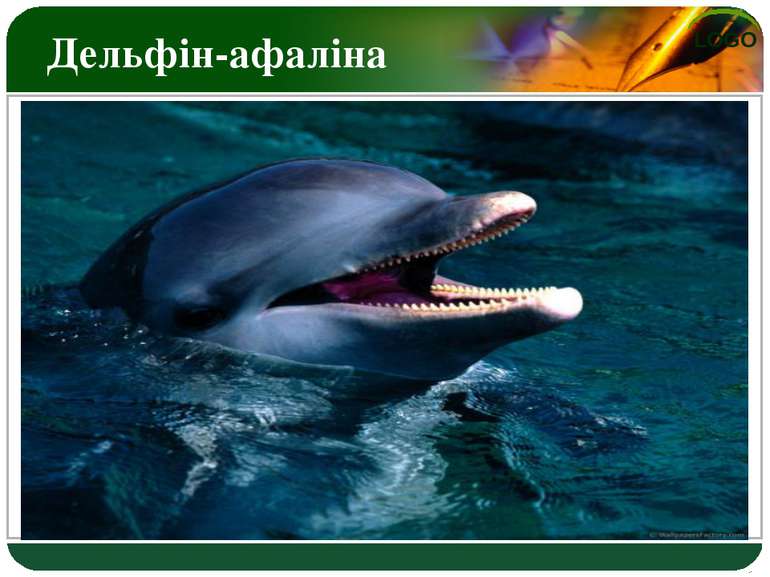 Дельфін-афаліна LOGO