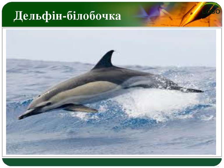 Дельфін-білобочка LOGO