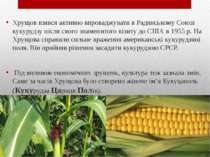 Хрущов взявся активно впроваджувати в Радянському Союзі кукурудзу після свого...