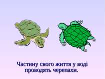 Частину свого життя у воді проводять черепахи.