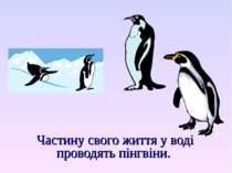 Частину свого життя у воді проводять пінгвіни.