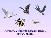 Літають у повітрі комахи, птахи, летючі миші.