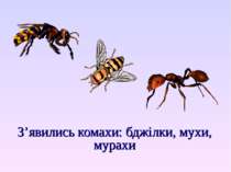 З’явились комахи: бджілки, мухи, мурахи