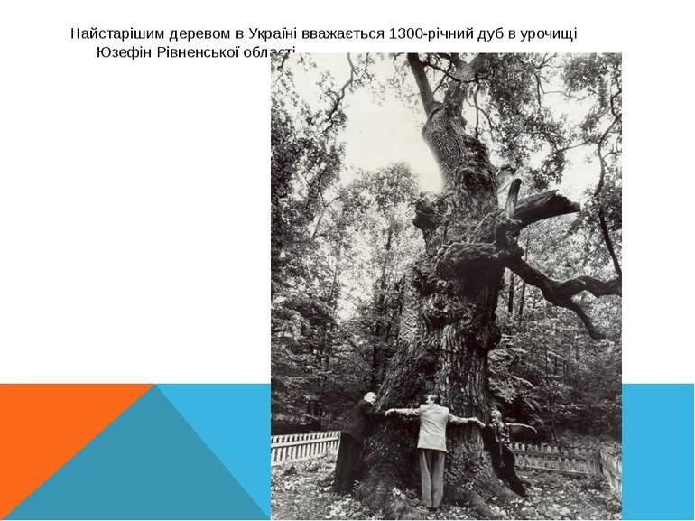 Найстарішим деревом в Україні вважається 1300-річний дуб в урочищі Юзефін Рів...